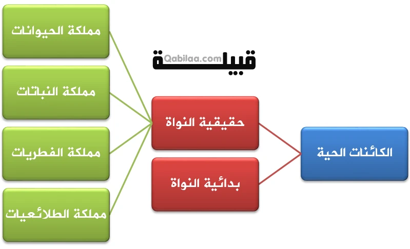 تصنيف المخلوقات الحية