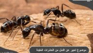 موضوع تعبير عن النمل من الحشرات المفيدة