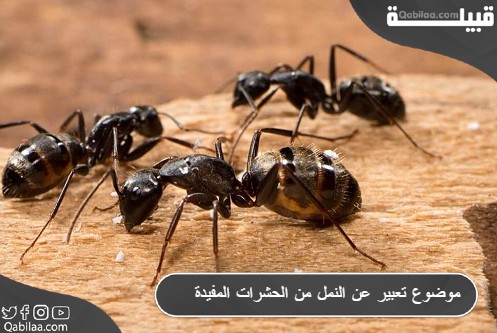 موضوع تعبير عن النمل من الحشرات المفيدة