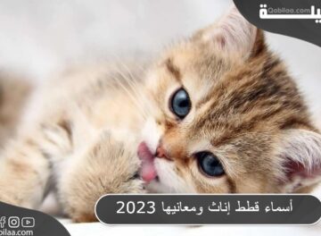 أسماء قطط إناث ومعانيها 2023