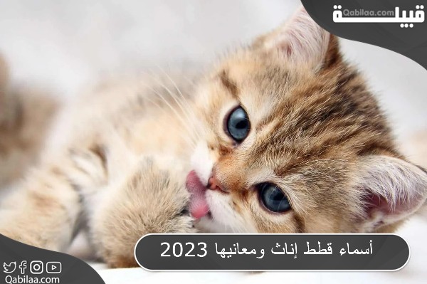 أسماء قطط إناث ومعانيها 2024 بجميع اللغات