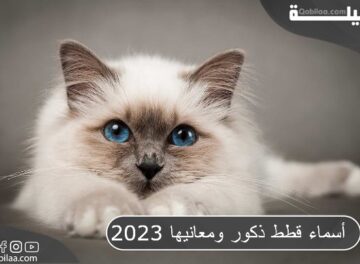 أسماء قطط ذكور ومعانيها 2023