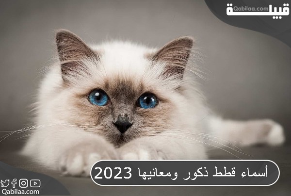 أسماء قطط ذكور ومعانيها 2024 من جميع البلاد