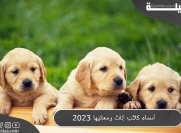 أسماء كلاب إناث ومعانيها 2023