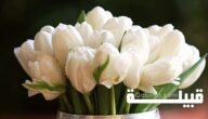 20 اسم من أسماء الزهور البيضاء ومعانيها بالصور