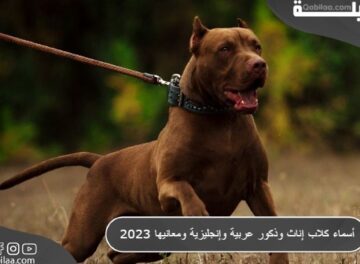 أسماء كلاب إناث وذكور عربية وإنجليزية ومعانيها 2023