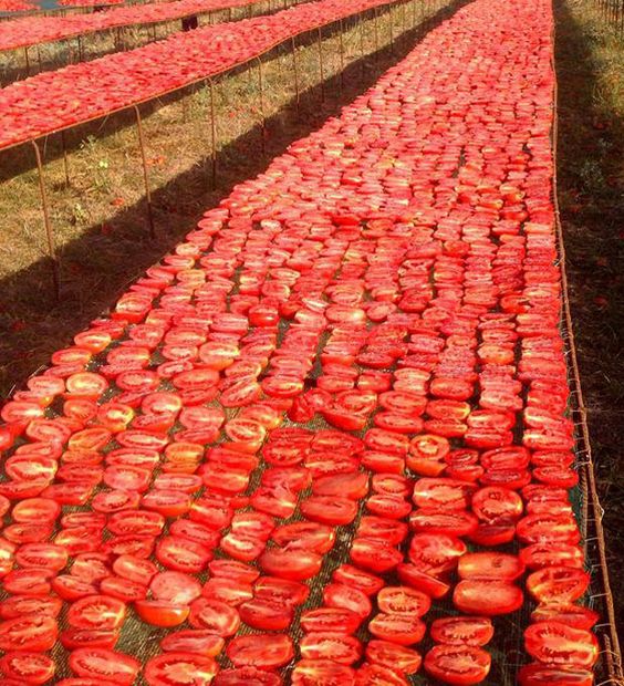 مشروع تجفيف الطماطم