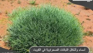 أسماء وأشكال النباتات الصحراوية في الكويت