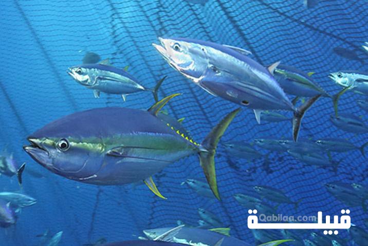 اليوم العالمي لسمك التونة