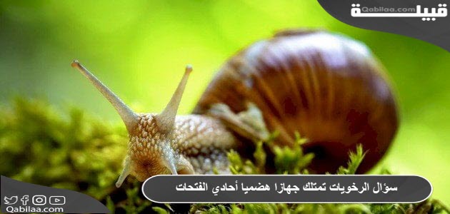 سؤال الرخويات تمتلك جهازا هضميا أحادي الفتحات