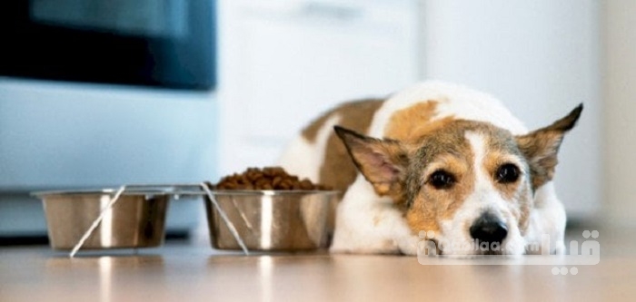كيفية فتح شهية الكلاب