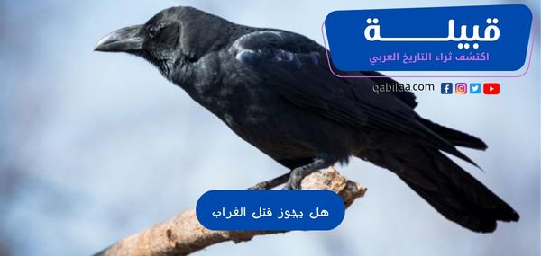 هل يجوز قتل الغراب في الإسلام .. ومتى ذُكر في القرآن الكريم؟