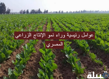 نمو الإنتاج الزراعي المصري