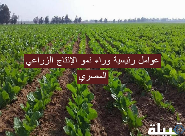 أهم 5 عوامل رئيسية وراء نمو الإنتاج الزراعي المصري