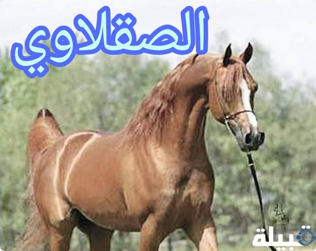 الخيل العربي الأصيل