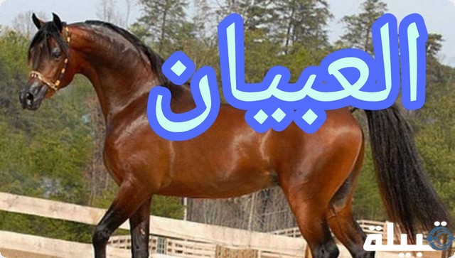 الخيل العربي الأصيل