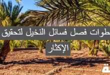 فصل فسائل النخيل لتحقيق الإكثار