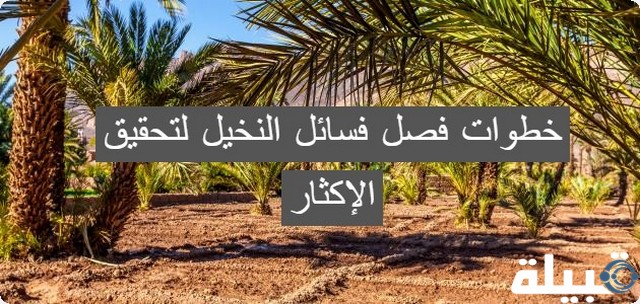 تعرف على خطوات فصل فسائل النخيل لتحقيق الإكثار فصل فسائل النخيل لتحقيق الإكثار